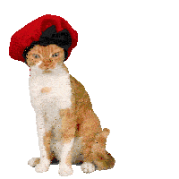 Gif bonjour chat comique